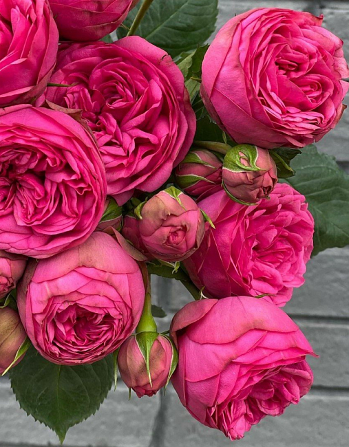 Роза флорибунда Пинк Пиано